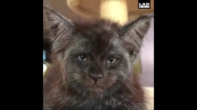 まるで人面猫のような、人間っぽい顔をした猫がスゴい