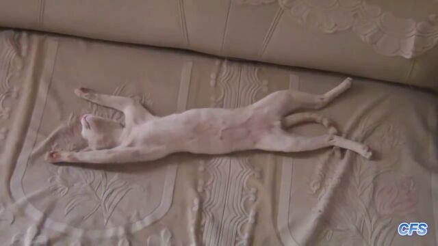 寝相がフリーダムすぎる猫たちが面白い映像集