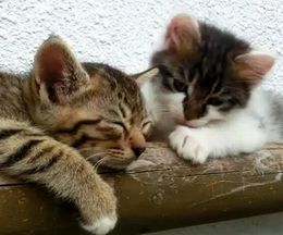 ぐっすり眠る子猫を起こして一緒に遊びたい子猫