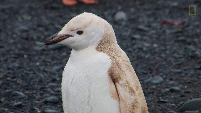 南極で発見された白変種のヒゲペンギン。淡い色合いもすごく可愛い。