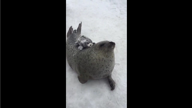 �ʤ�ʢ��Х��Х��ȹ�®��Ϣ�Ǥ����������򥢥ԡ��뤹�륢���饷����