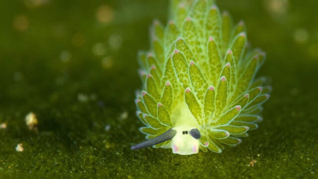 ポケモンとかモルカーみたいな見た目が可愛いオオアリモウミウシの仲間たち