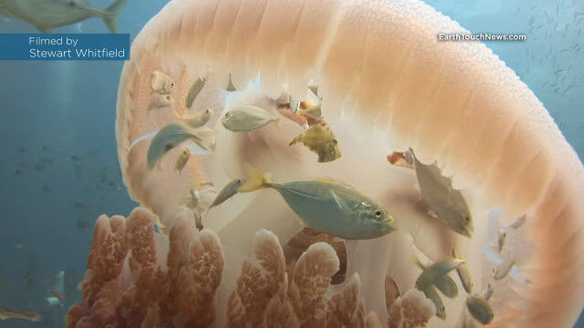 ���������ΰ�ư�׺ɡ��礭�ʥ��饲�λ�����ǡ���Ũ����Ȥ��뾮������