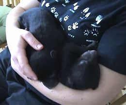 アイドリング中?抱っこされてイビキをかいて眠るクマの赤ちゃん