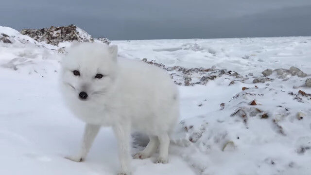 �ͤ򶲤줺��Ť��Ƥ��롢������ե�ե�ʥۥå��祯���ĥͤ��İ���