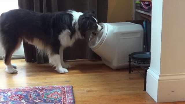 犬が開けないように作られたエサ入れを、いとも簡単に開けてしまう賢い犬