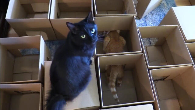 猫たちすごく楽しそう!愛猫2匹を楽しませるため、ダンボール50箱で迷路を作ってみた