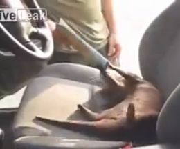 �֤���˥��復�����������������¤�Ȥ������Ƥ�ȯ��