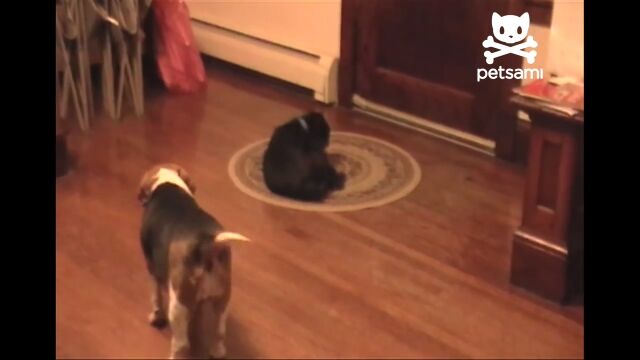 なんという知能犯。ボールを投げて気をそらし、お気に入りのオモチャをゲットする犬