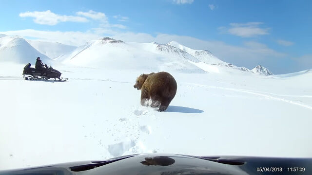 クマをスノーモービルで追い払ったところ、クマが反転。あやうく反撃を食らいそうになった瞬間