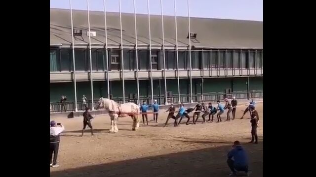 1馬力ってこんな感じ。馬1頭と大人10人で綱引きしてみた
