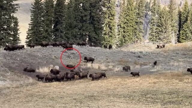 コヨーテに追われたミュールジカ、アメリカバイソンの群れに紛れて逃走