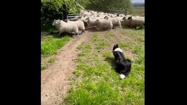 群れから離れるヒツジを追い越し先回り。牧羊犬の俊敏な走りが凄い
