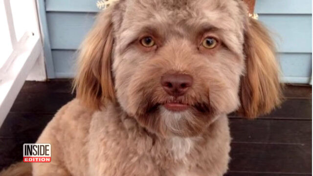 人間みたいな顔した犬、ヨギさん。普通に喋りだしてもおかしくないくらい人間っぽい