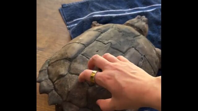 甲羅越しでも気持ちよくて、カリカリされるとフリフリしちゃう亀さん