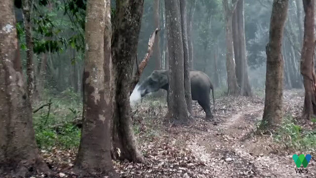 ゾウがタバコを吸ってるみたい!と話題の、インドで撮影された動画