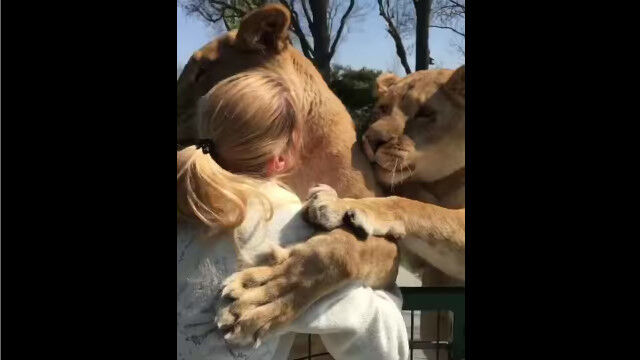 お姉さんを熱烈に歓迎して抱きつく、2頭のライオンの迫力がすごい