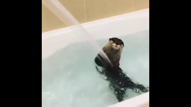 �����繥��������Ϥ����Ϥ��㤮���륫�復�����İ���