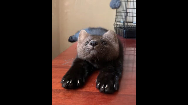 ΤӤ꤯Ĥ礢ӡߤޤäƥ󤬲İ