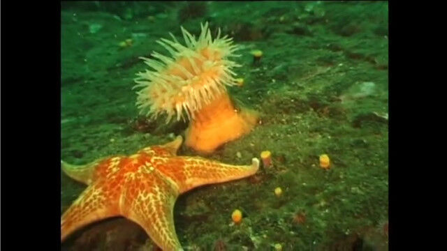 普段からは想像つかないアクティブさで泳ぐイソギンチャク