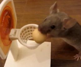 �Х����˥����ܡ�����ã�ԤǸ����ͥ���