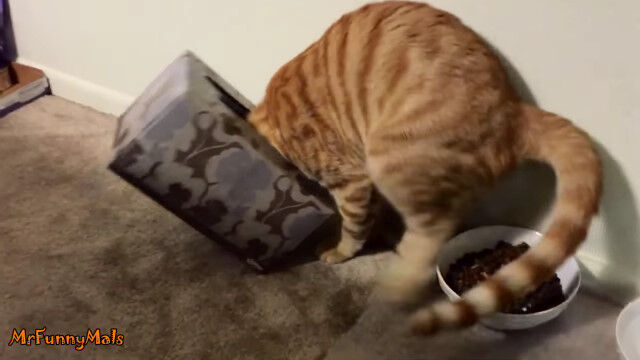 �֤��ޤä�櫤����ײ����˥ϥޤä�ȴ���Ф��ʤ��ʤäƤ��ޤä�ǭ�����α�����