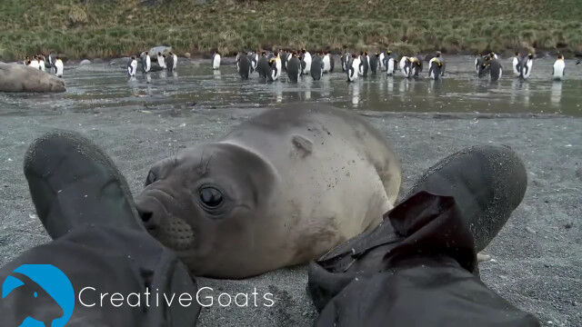 人間の足に興味津々。怖がらずに近づいてくるアザラシの赤ちゃんが可愛い