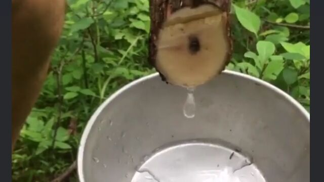 つる植物は水を含んだストローのようなもの。切れば水を確保できるというサバイバル知識