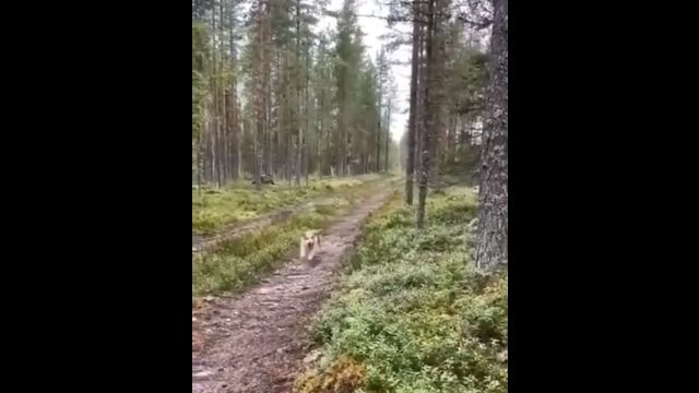 �����ɤ���ƨ���륦�����������ʺ�������פ�ƨ���