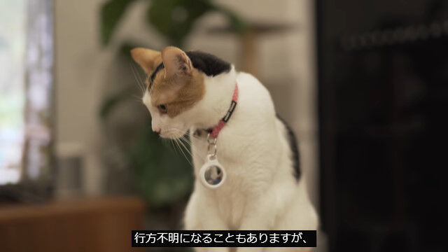紛失防止タグ「AirTag」は、猫の捜索にも有効?実際に試してみた