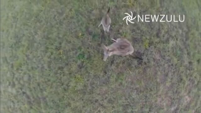 マルチコプターで安全圏からのカンガルー親子の空撮は油断大敵
