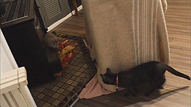 意外と素早く動くチンチラと猫のいる生活