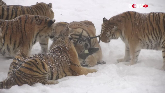 「おやつゲットだぜ……!?」シベリアトラの群れを空撮していたら、捕獲されてしまったドローン