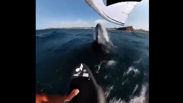 これは回避不能。ウィンドサーフィン中にクジラと衝突してしまう事故