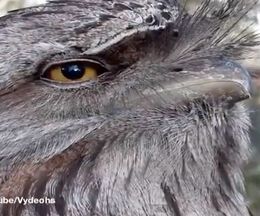 �ե����������θ��ԤȸƤФ��Τ�ʬ���뵤������