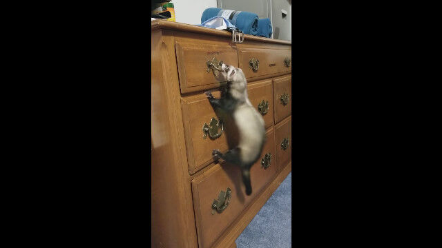 重たい引き出しを頑張って開けようとするフェレットが愛らしい