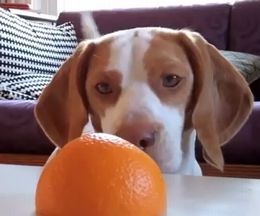 ˥ܡ밷ȾڤΥ󥸤ˤĤͷֻҸ