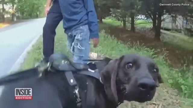行方不明になった少年を警察犬が追跡、見事発見するボディーカム映像