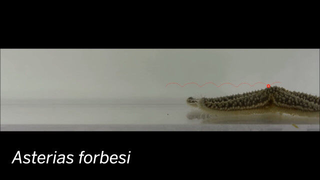 多数の足をうごめかせ、ヒトデはこんな風に歩くという横から、裏からの観察映像