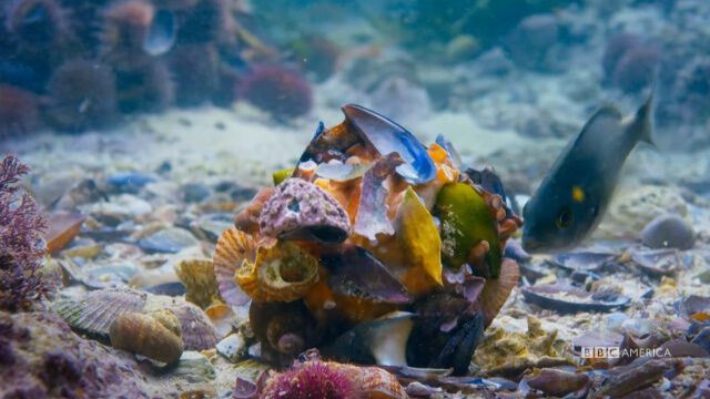 ����ȤνѤǿȤ򱣤�����Ф����϶���νѤ�ƨ���롣����Ǧ�ԡ������Υ˥󥸥�äפ꤬�빽�������ä�