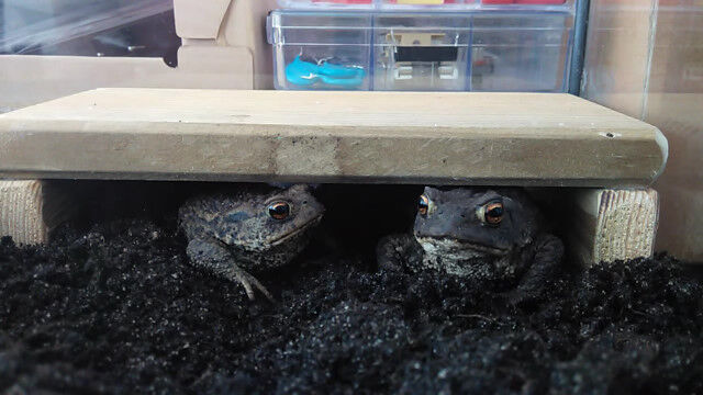 ����������ȥ٥��ѥ����2ɤ�Υ�����Τ��ӥ����ब����ä�����