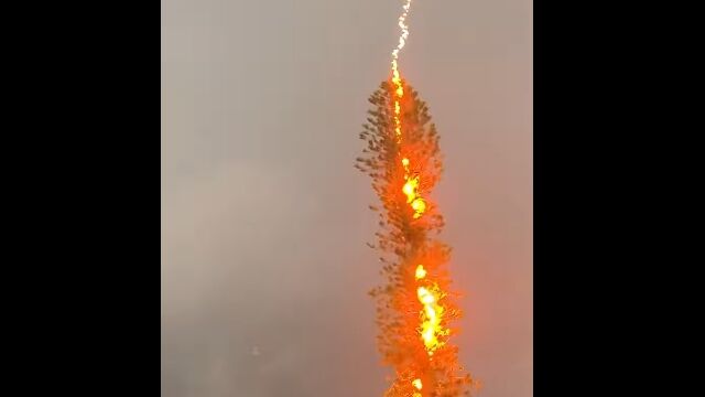 庭の木に落雷する決定的瞬間を撮影