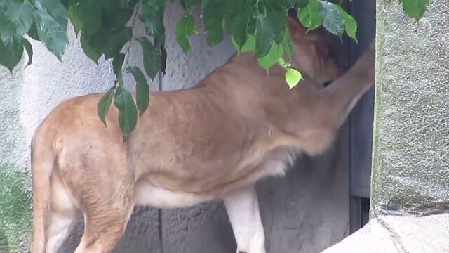 ライオンの行動が完全に猫すぎる