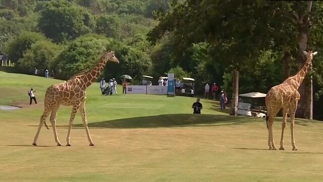 ゴルフ場内をキリンが闊歩する、ケニアの女子ゴルフ大会