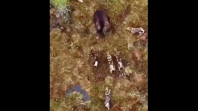 1頭のヒグマとハスキー犬の群れの戦いを、空から撮ったドローン映像