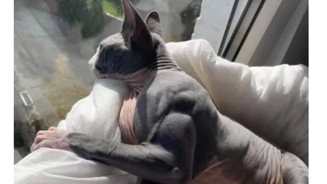 �������۾�ȯã���������ͥ��Ϥ����ʤ롣�ߥ����������Ϣ������ɤǥޥå����