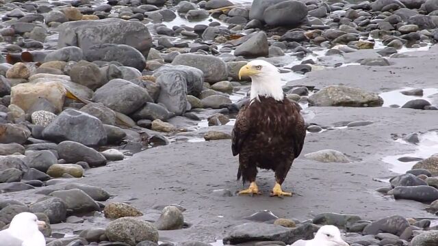 ハクトウワシの歩く姿は、まるでお爺ちゃん