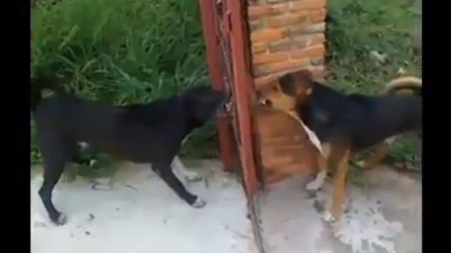 ゲート越しに一触即発!…のように見える犬たち