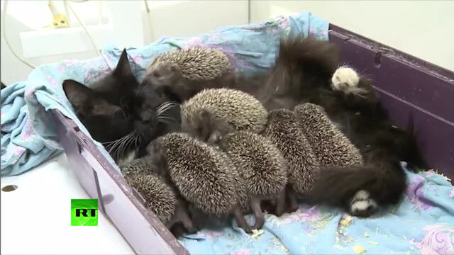 ����ä��ˤ�������Ƥ򼺤ä�8ɤ�Υϥ�ͥ��ߤ�������Ȥʤä�ǭ