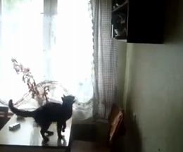 Ƭ��˸����뤢��ê�����Ӱܤꤿ���ƥ����ס�������ΤΡ����ۤˤ����󤫤ä�ǭ